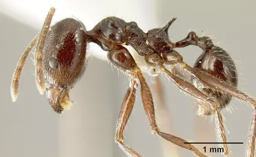 Pheidole ajax - INBIOCRI001280413