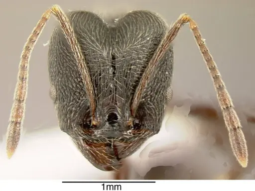 Pheidole ajax - INBIOCRI001280417