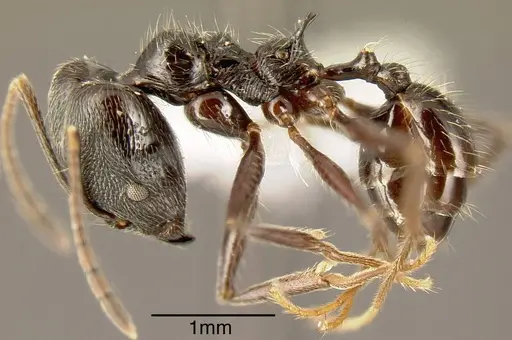 Pheidole ajax - INBIOCRI001280417
