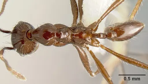 Pheidole ajax - INBIOCRI001280418