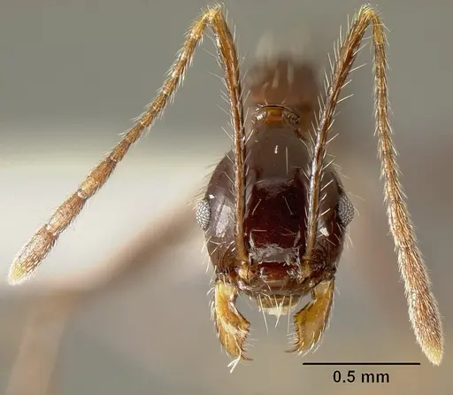 Pheidole ajax - INBIOCRI001280418