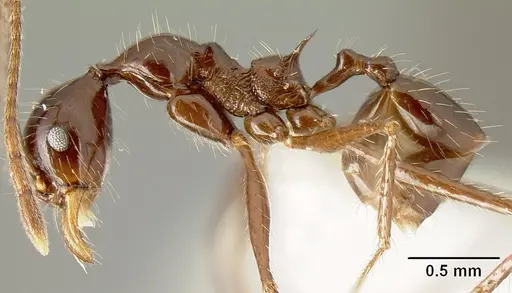 Pheidole ajax - INBIOCRI001280418