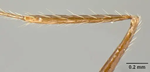 Pheidole ajax - INBIOCRI001280418