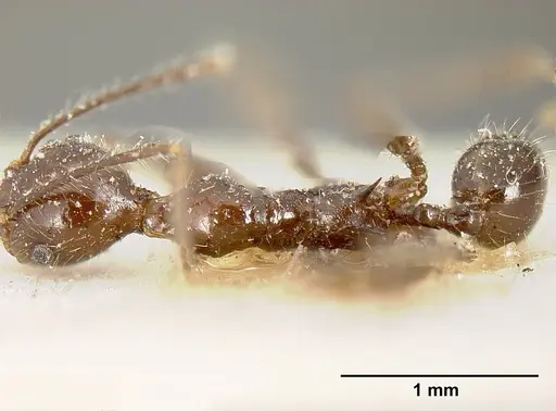Pheidole ajax - JTLC000014065