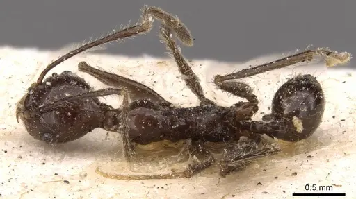 Pheidole ajax - JTLC000014065