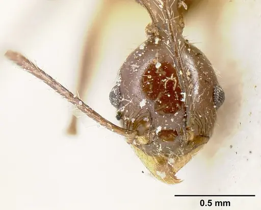 Pheidole ajax - JTLC000014065