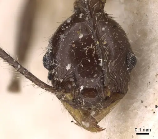 Pheidole ajax - JTLC000014065