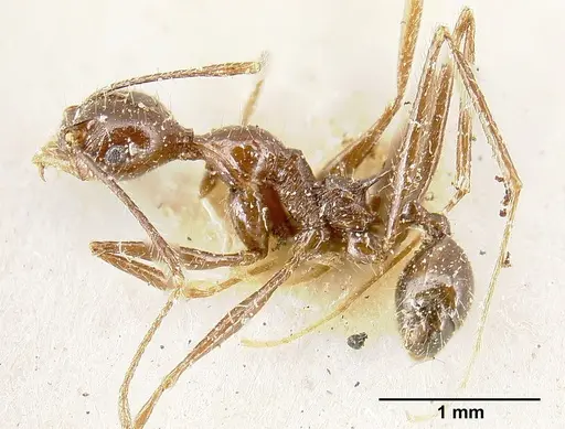 Pheidole ajax - JTLC000014065