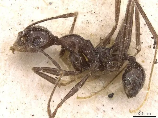 Pheidole ajax - JTLC000014065