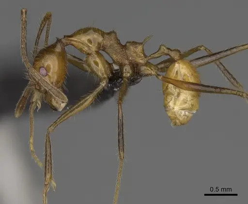 Pheidole ajaxigibba specimen