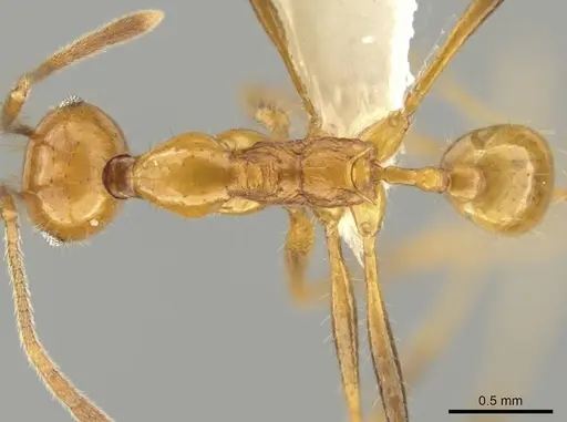 Pheidole ajaxigibba - CASENT0638167