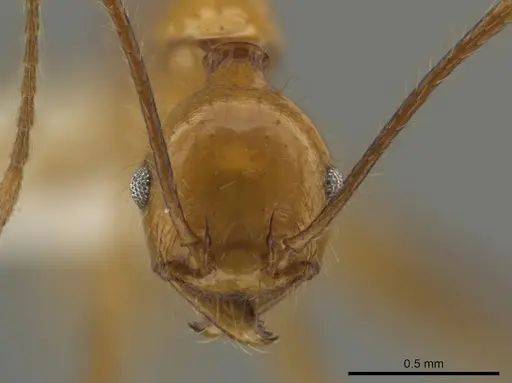Pheidole ajaxigibba - CASENT0638167
