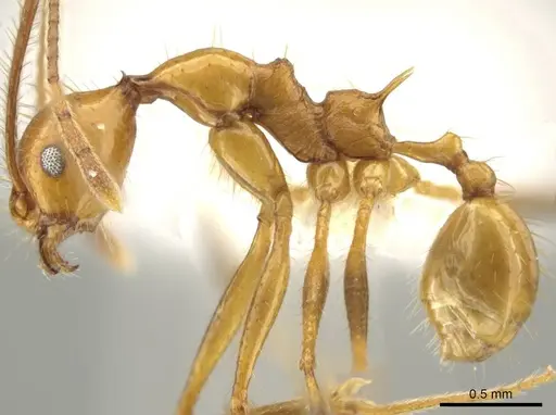 Pheidole ajaxigibba - CASENT0638167