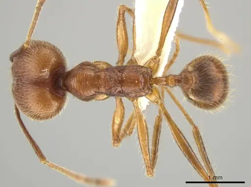Pheidole ajaxigibba - CASENT0638172