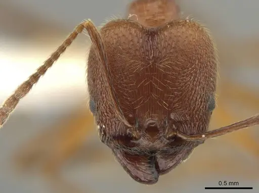 Pheidole ajaxigibba - CASENT0638172