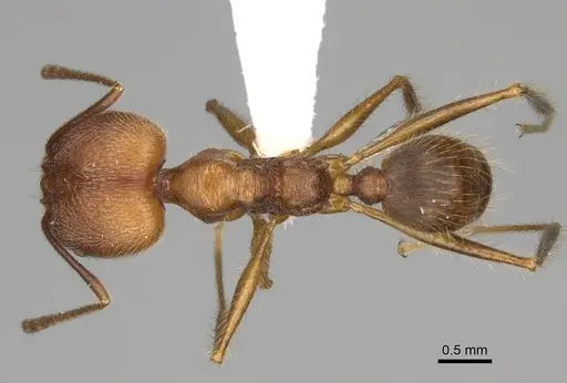 Pheidole ajaxigibba - CASENT0638173