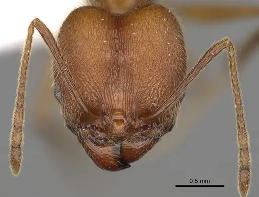 Pheidole ajaxigibba - CASENT0638173