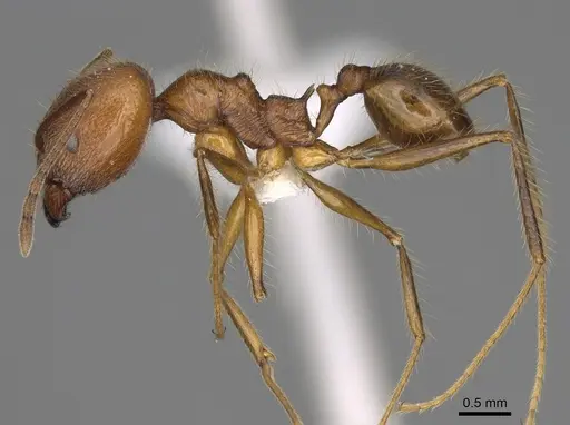 Pheidole ajaxigibba - CASENT0638173