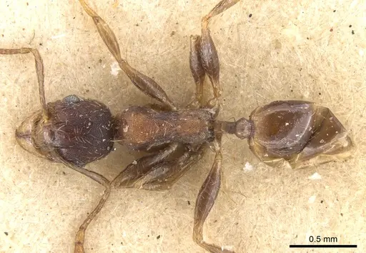Pheidole akermani specimen