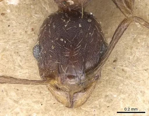 Pheidole akermani specimen