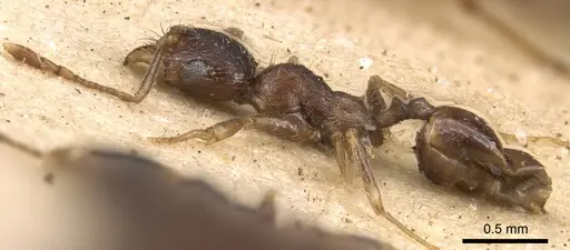 Pheidole akermani specimen