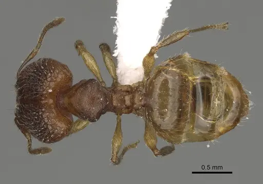Pheidole ala specimen