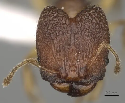 Pheidole ala specimen