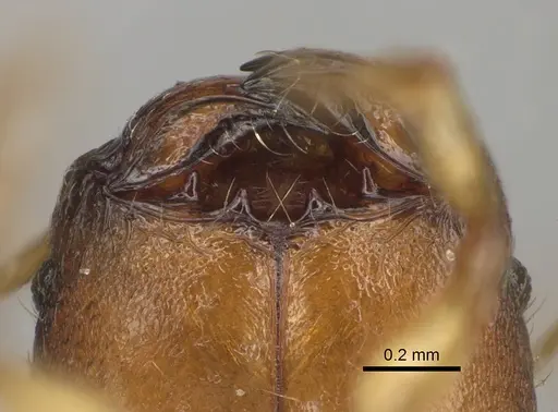 Pheidole ala specimen