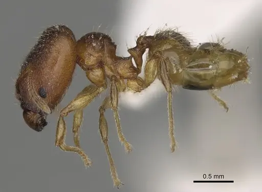 Pheidole ala - CASENT0413606