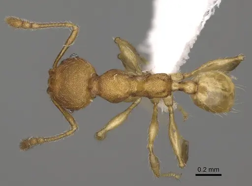Pheidole ala - CASENT0427742
