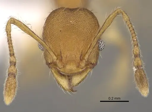Pheidole ala - CASENT0427742