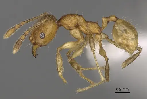 Pheidole ala - CASENT0427742