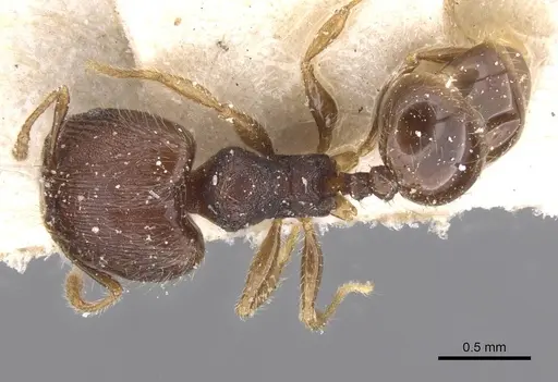 Pheidole alacris specimen