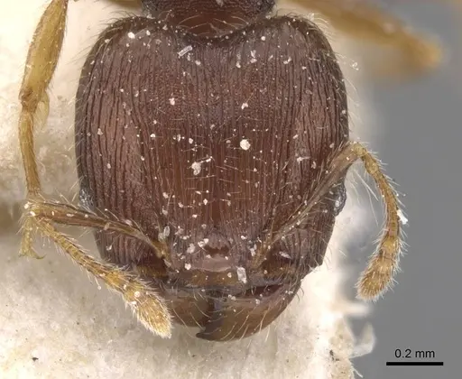 Pheidole alacris specimen