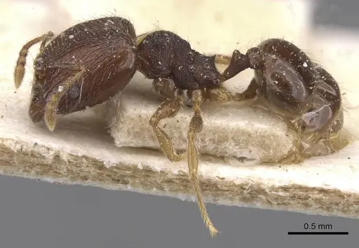 Pheidole alacris specimen