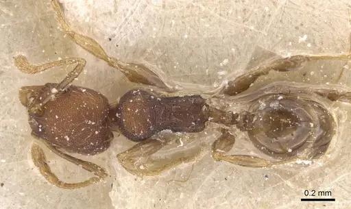 Pheidole alacris - CASENT0913320