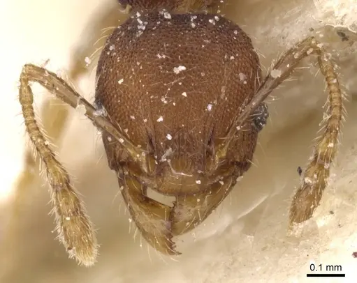Pheidole alacris - CASENT0913320