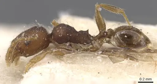 Pheidole alacris - CASENT0913320