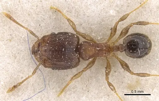 Pheidole alacris - CASENT0913321