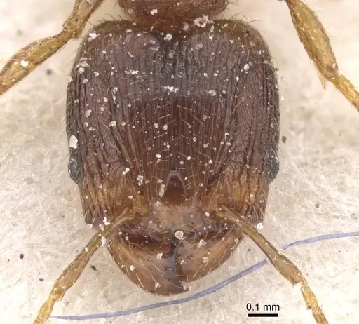 Pheidole alacris - CASENT0913321