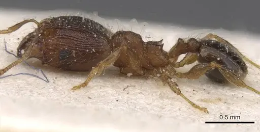 Pheidole alacris - CASENT0913321