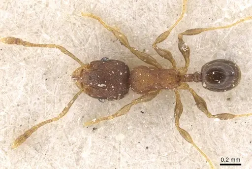 Pheidole alacris - CASENT0913322