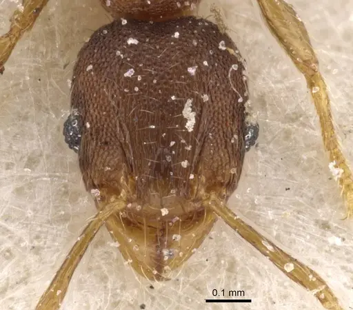 Pheidole alacris - CASENT0913322