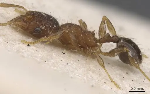 Pheidole alacris - CASENT0913322