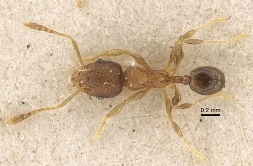 Pheidole alacris - CASENT0917769