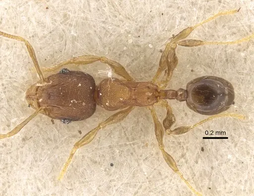 Pheidole alacris - CASENT0917769