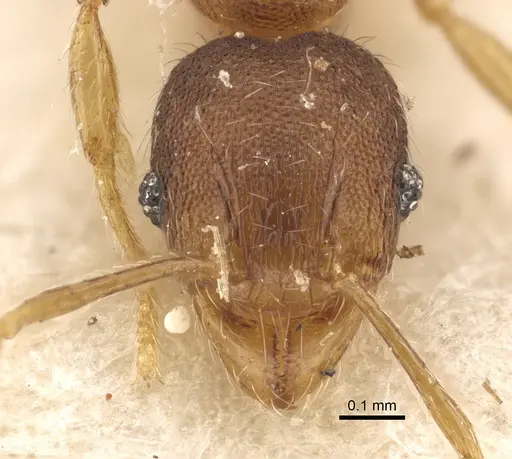 Pheidole alacris - CASENT0917769