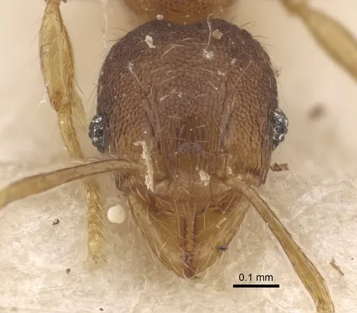 Pheidole alacris - CASENT0917769
