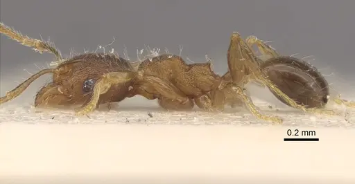 Pheidole alacris - CASENT0917769