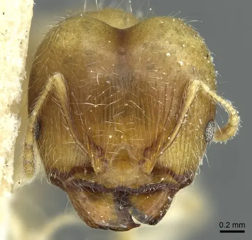 Pheidole albidula specimen